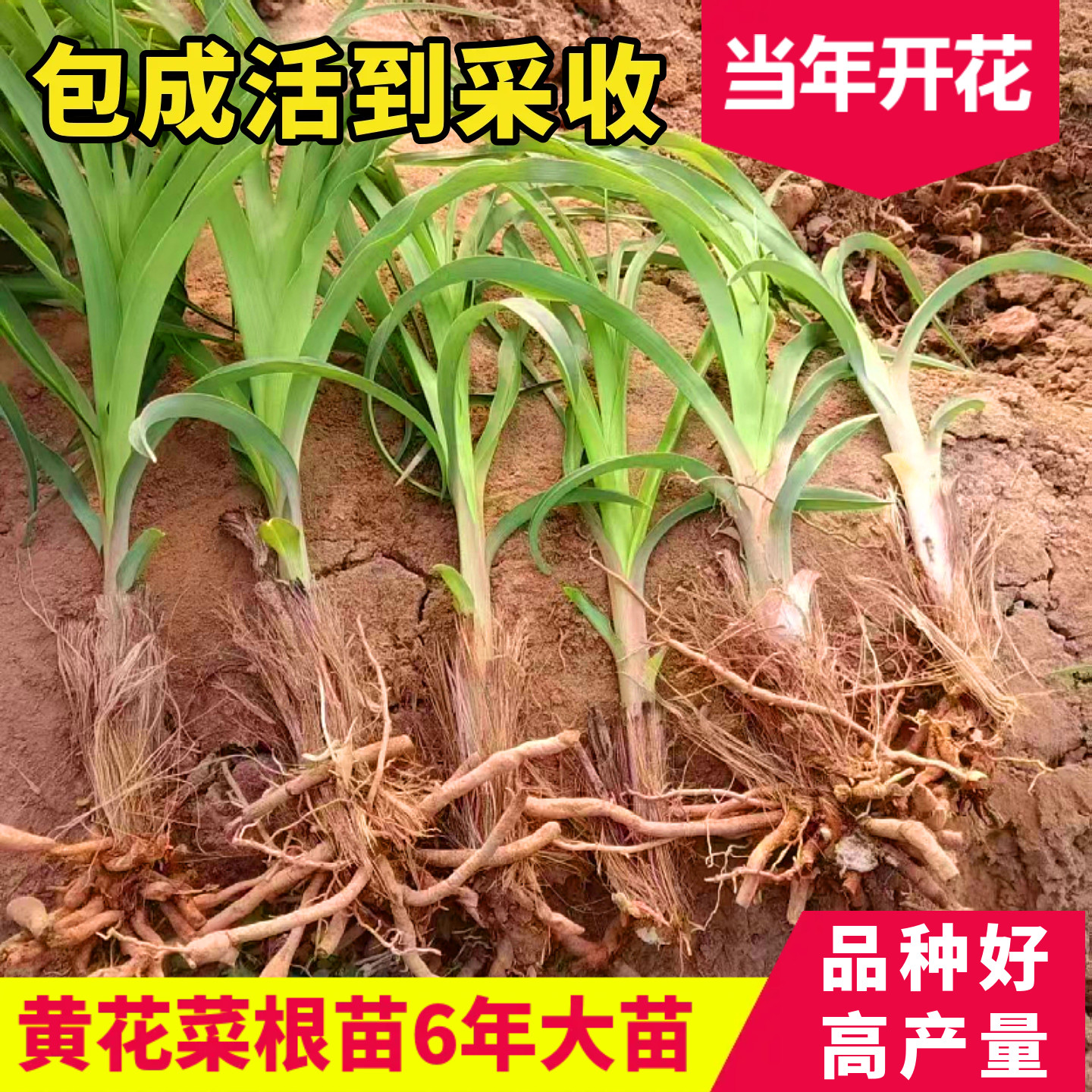 黄花菜根苗食用黄花菜种植苗四季蔬菜苗多年生金针菜苗根忘忧草苗