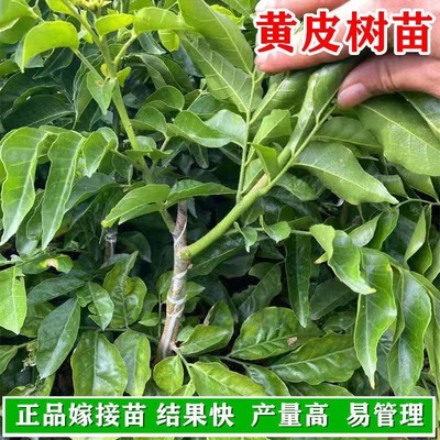 广东正宗嫁接鸡心黄皮果树果苗纯甜带土带叶种植南方盆栽庭院地栽