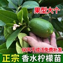 香水柠檬树果苗台湾无籽无核网红柠檬苗盆栽青柠果树 广东发货四季