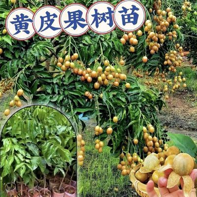 广东正宗嫁接鸡心黄皮果树果苗纯甜冰糖黄皮南方种植黑金黄皮果苗