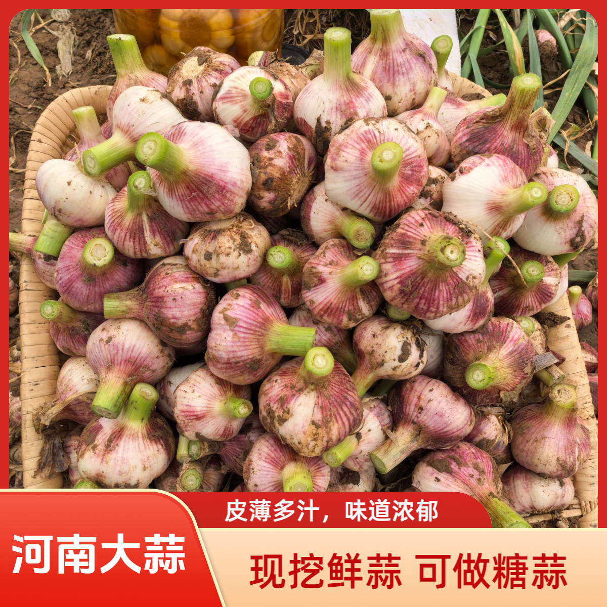 5斤装河南现挖新鲜紫皮大蒜头鲜蒜嫩蒜可做糖醋蒜