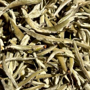 2026年春茶尝鲜 云南白茶白针银毫花蜜香 新茶品鉴装100克