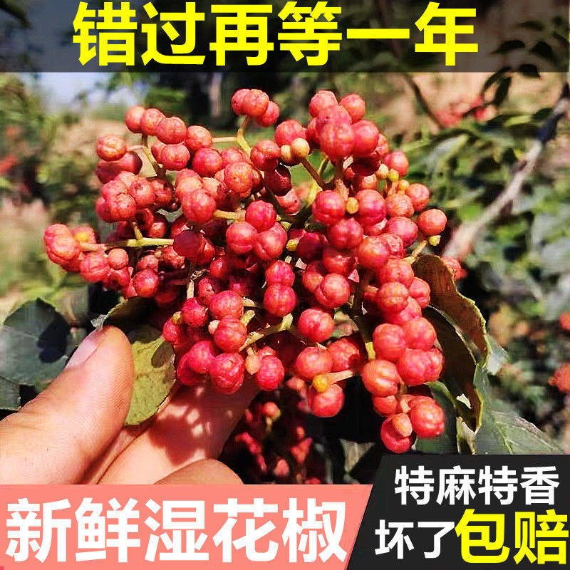 新鲜红花椒特麻特香湿花椒现摘鲜嫩大红袍花椒制作花椒油新鲜花椒