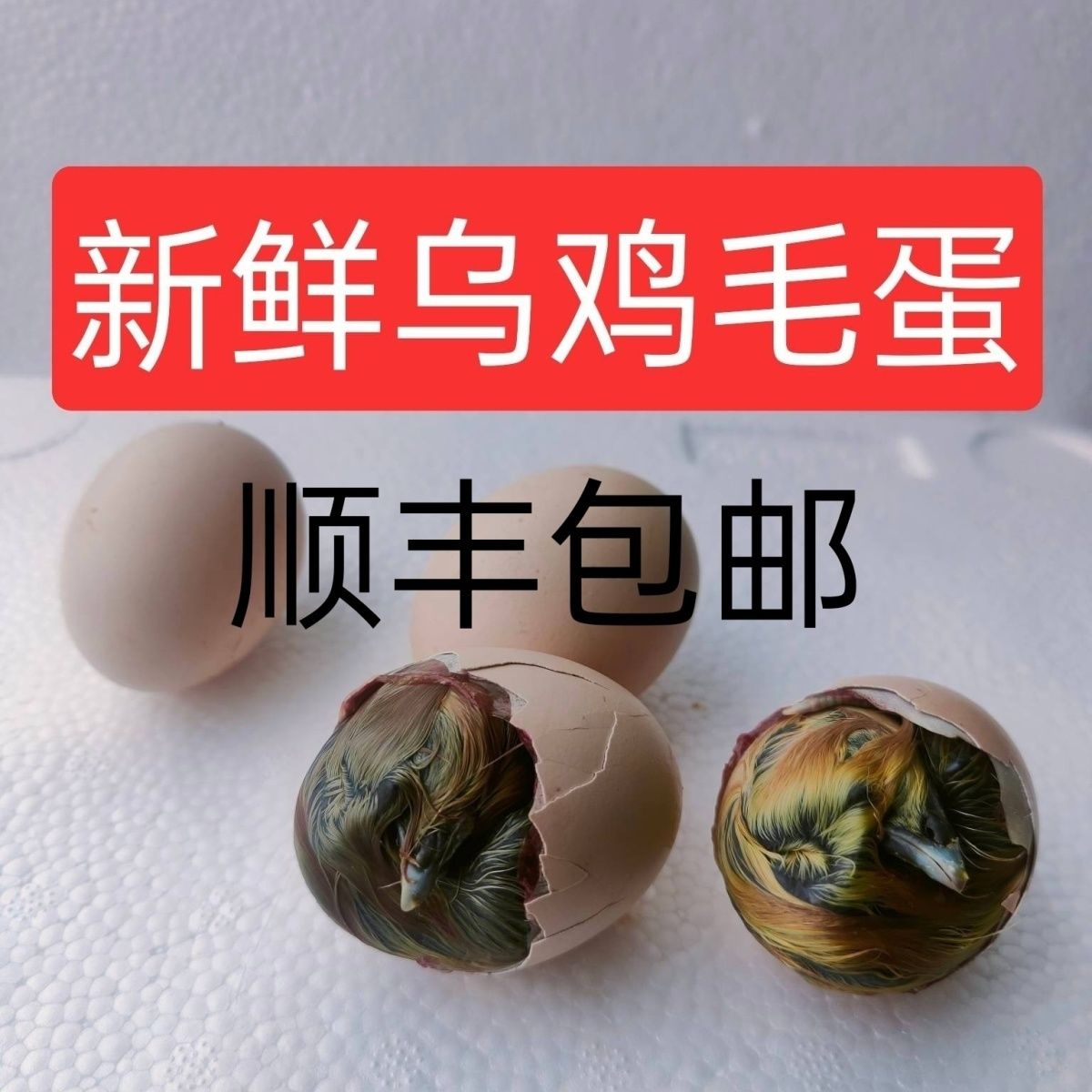 农家乌鸡毛蛋 鸡胚蛋 新鲜毛蛋 毛鸡蛋 旺鸡蛋 喜蛋 凤凰蛋40枚装