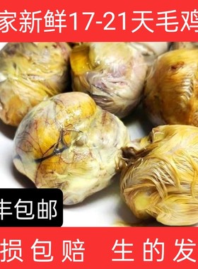 新鲜毛鸡蛋烧烤专用18天21天全鸡半鸡半蛋鸡胚蛋喜蛋毛蛋非活珠子