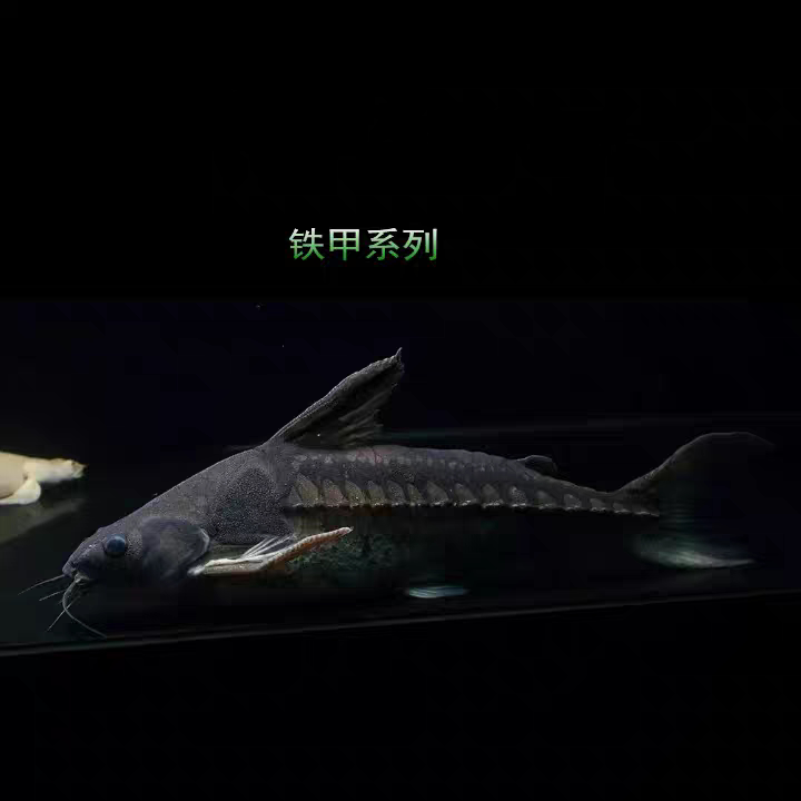 底栖大型鱼观赏鱼普铁甲武士鱼活鱼