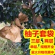 柚子套袋专用袋批沙田柚红心柚三红蜜柚防鸟防虫葡萄柚水果纸袋