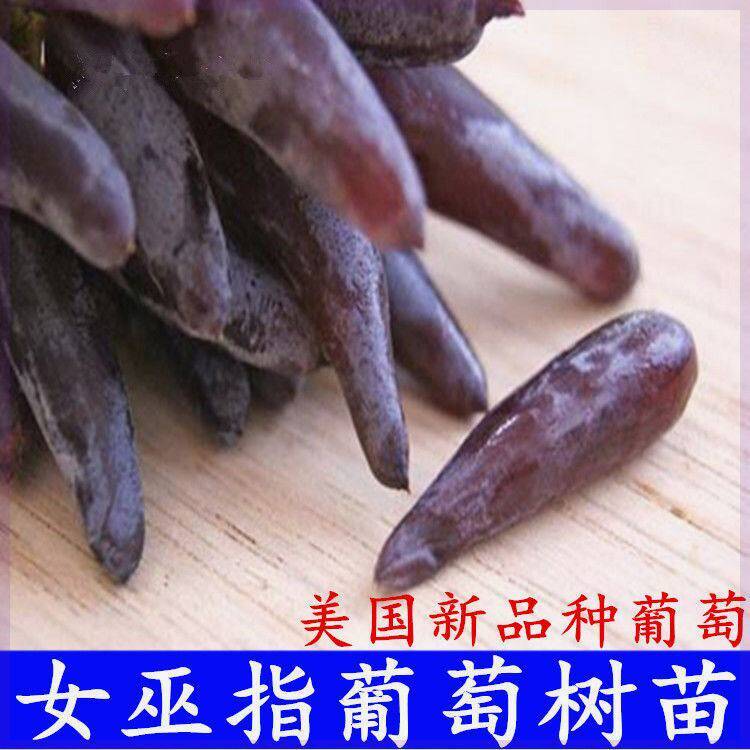 美国女巫手指葡萄苗 嫁接新品种葡萄树苗爬藤长手指葡萄当年结果