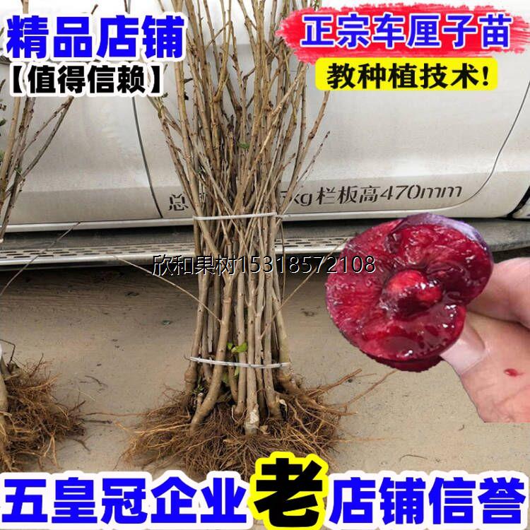 嫁接车厘子树苗特大矮化樱桃树苖果树果苗南方北方种植盆栽地栽