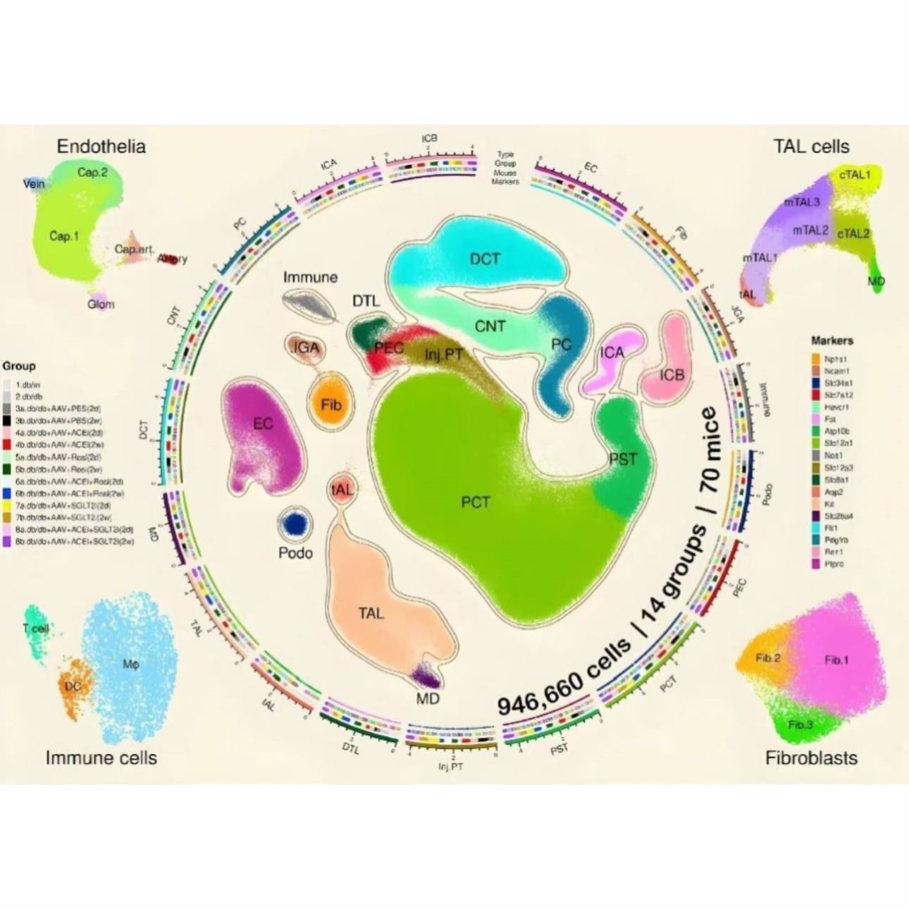 网络毒理学分子对接物疾病靶点GO KEGG分析