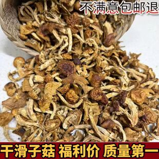 新货东北特产滑子菇滑子蘑菇干货滑菇小黄蘑小鸡炖蘑菇