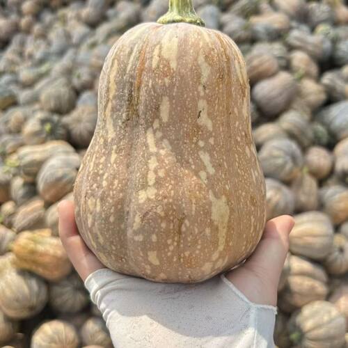 农家自种小金香南瓜粉糯香甜辅食
