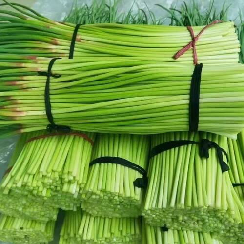 新鲜现摘蒜苔农家自种应季蔬菜红帽蒜苗蒜薹