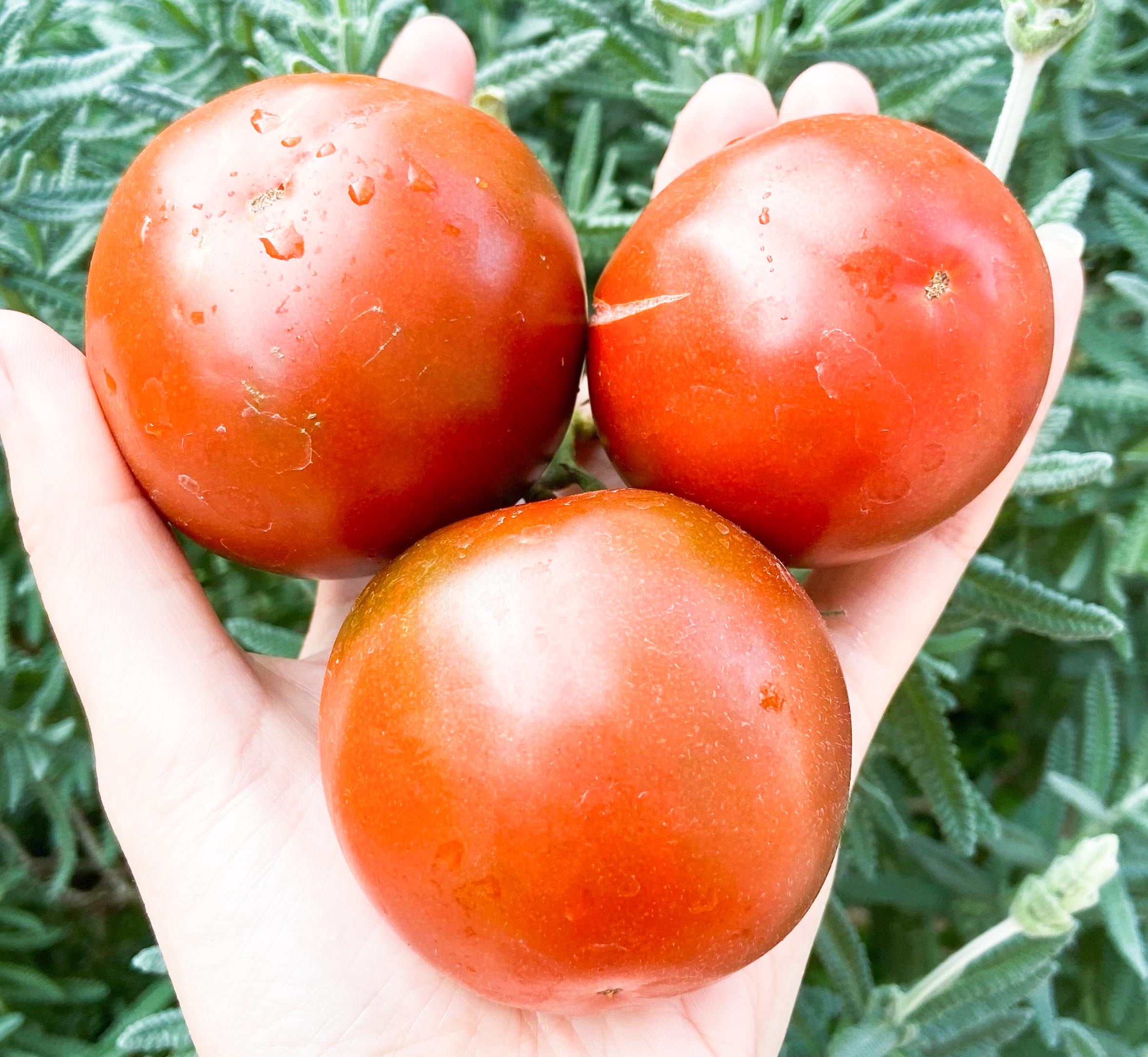 俄罗斯传家宝老番茄黑王子black prince 8元10粒 甜度高28包邮