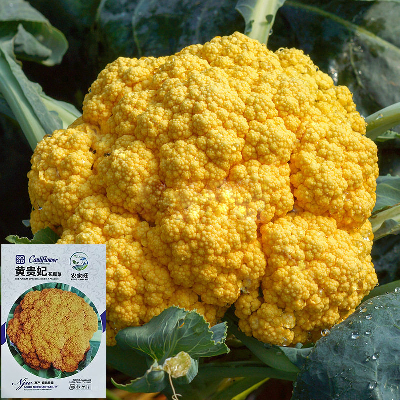 黄贵妃花椰菜种子约300粒4.90元彩厂彩包黄花菜种耐寒满28元包邮