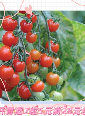 小番茄甜开胃酒种子 F2 Sweet Aperitif  7粒5元 28元包邮