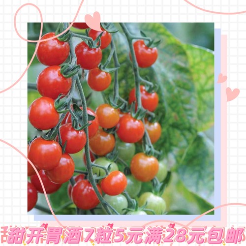 小番茄甜开胃酒种子 F2 Sweet Aperitif  7粒5元 28元包邮