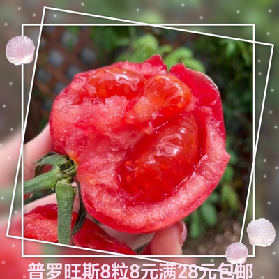 荷兰德澳特普罗旺斯番茄籽5粒5.8元F1正品简装老品种生吃水果番茄