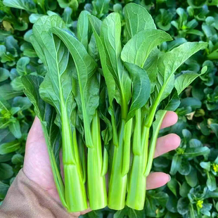 揭阳农研尖叶45天甜菜心种子20克4.9元原厂彩包特靓油型28元包邮