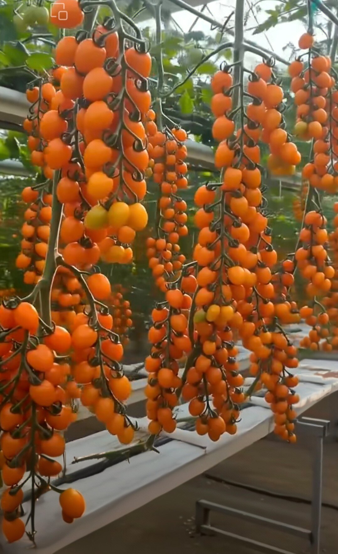F1  要催芽正版香芒皇后小番茄种子3粒13.9元橙色小果满28元包邮