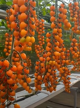 F1  正版香芒皇后小番茄种子3粒13.9元橙色小果满28元包邮