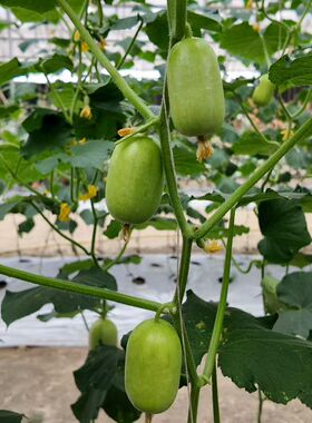 F1  威龙100水果黄瓜100粒10.8元原厂彩包玉女型水果黄瓜28元包邮