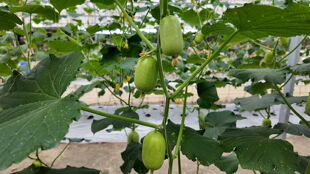 包邮 原厂彩包玉女型水果黄瓜28元 威龙100水果黄瓜100粒10.8元