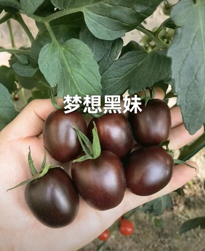 梦想黑妹番茄种子4粒8元原包分装含花青素满28元包邮