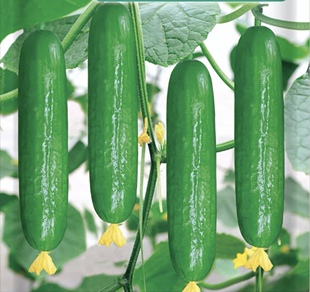 包邮 揭阳农研荷美198水果黄瓜种子50粒6元 原包强雌性水果黄瓜28元