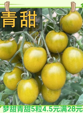 抗TY梦想青甜番茄种5粒4.5元F1抗病满28元包邮