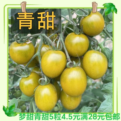 抗TY梦想青甜番茄种5粒4.5元F1抗病满28元包邮