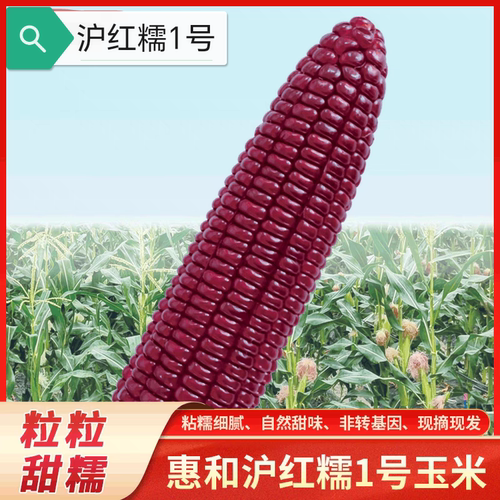惠和沪红糯1号玉米种子30粒4元红色甜糯玉米花青素含量高28元包邮