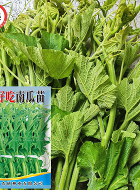 揭阳农研揭美南瓜苗种子10克4.9元原包好吃脆嫩专吃南瓜藤茎嫩叶