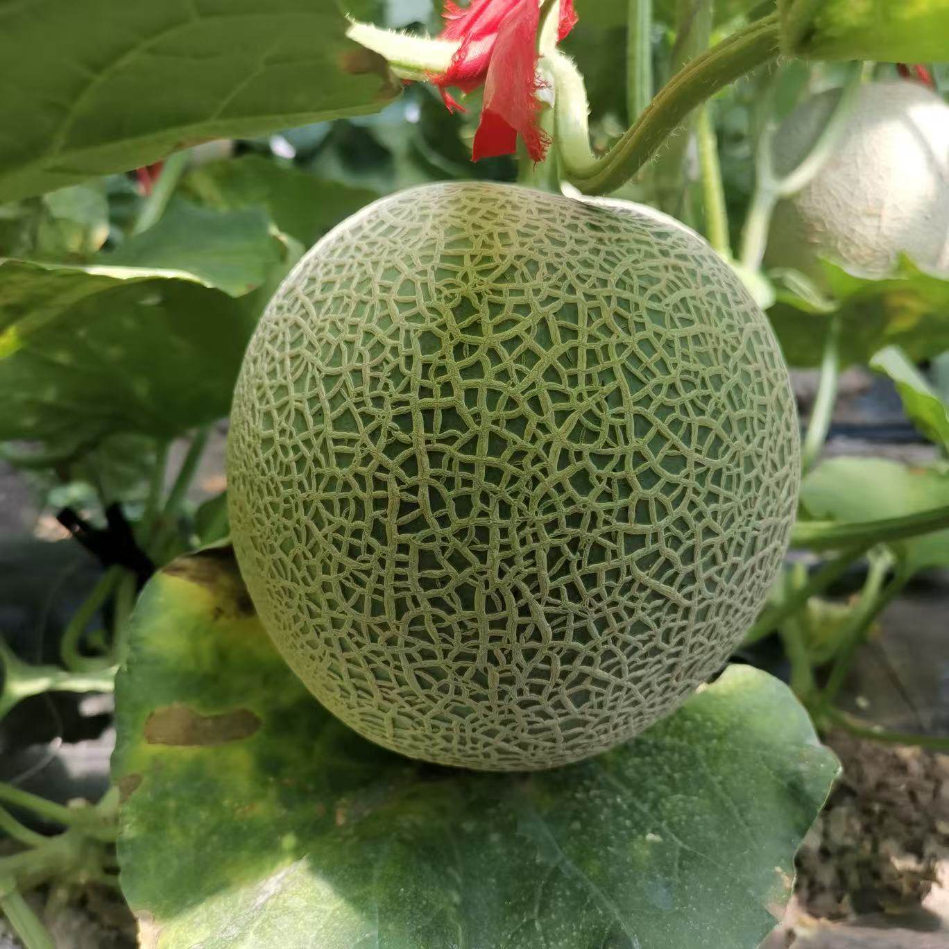 吉恩细网纹瓜种子5粒6元早熟甜瓜籽满28元包邮绿白色果肉,农用物资,蔬菜种子/种苗,淘宝优惠券,粉丝福利购,淘宝优惠卷