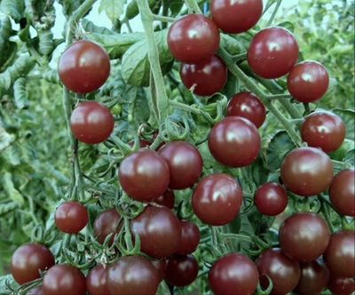 传家宝小番茄种子黑猫眼石Black Opal 10粒6元满28元包邮