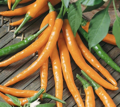 黄金卡宴线椒种子 Golden Cayenne 7粒7元成熟呈金黄且辣度高盆栽