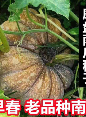 蜜橙磨盘南瓜种子5粒4元老南瓜籽肉厚深黄色细腻粉面香甜28元包邮
