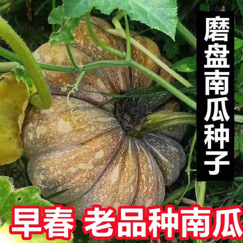 磨盘南瓜种子10粒8元原包肉厚深黄色细腻粉面香甜28元包邮