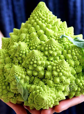 F1西班牙宝塔菜种子20粒4元满28元包邮