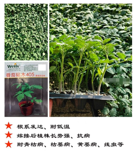 惠和405耐青枯番茄嫁接砧木种子10粒5元抗青枯西红柿砧木抗根腐