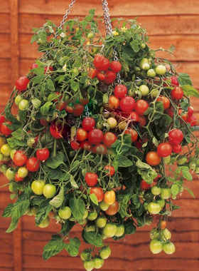 樱桃番茄红色倒立汤姆 Topsy Tom5粒4元（28元包邮）