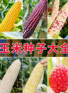 玉米籽合集农科糯336燕窝雪糯金银水果7401黑金699圣甜艾菲