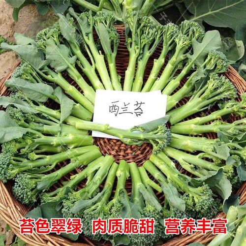 西兰苔种籽约400粒4.90元 原厂彩包苔菜心秧苔菜芥蓝芥兰菜青菜籽