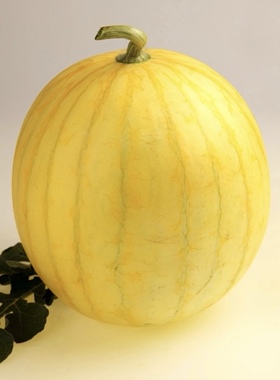 日本黄皮爱娘西瓜种子5粒3.9元礼品小西瓜满28元包邮