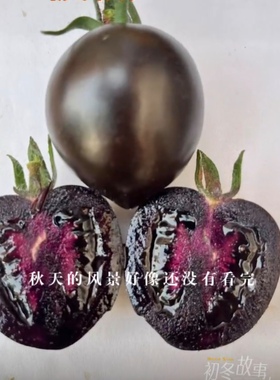 抗TYF1黑钻9号口感小番茄种子5粒8元含花青素杂交一代满28元包邮