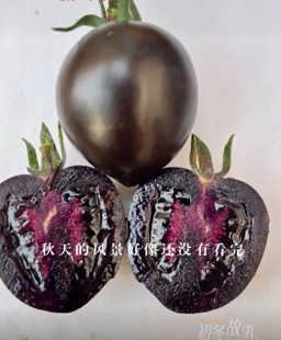 抗TYF1黑钻9号口感小番茄种子5粒8元含花青素杂交一代满28元包邮