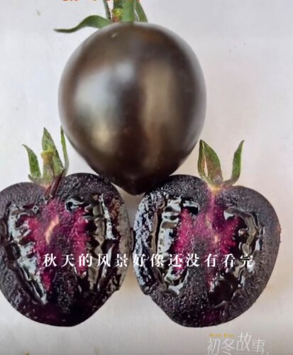 抗TYF1黑钻9号口感小番茄种子5粒8元含花青素杂交一代满28元包邮