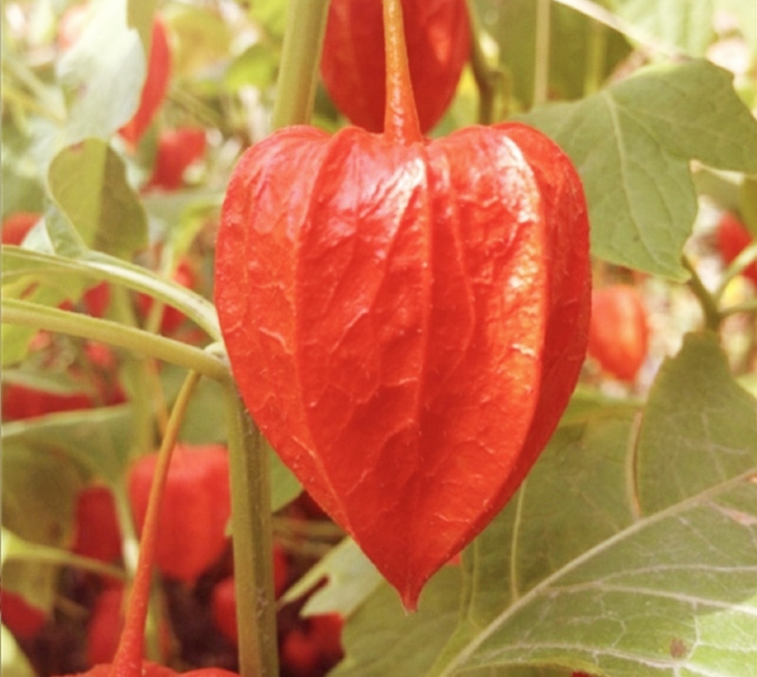 东北红菇娘种子约100粒4.6元原包红心菇娘果灯笼果种籽满28元包邮