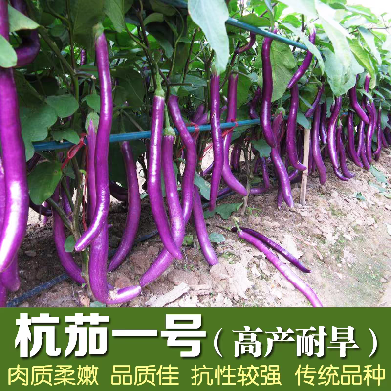杭茄一号长茄种子20粒3元线茄籽肉质细腻耐旱抗性强