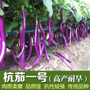 杭茄一号长茄种子20粒3元线茄籽肉质细腻耐旱抗性强